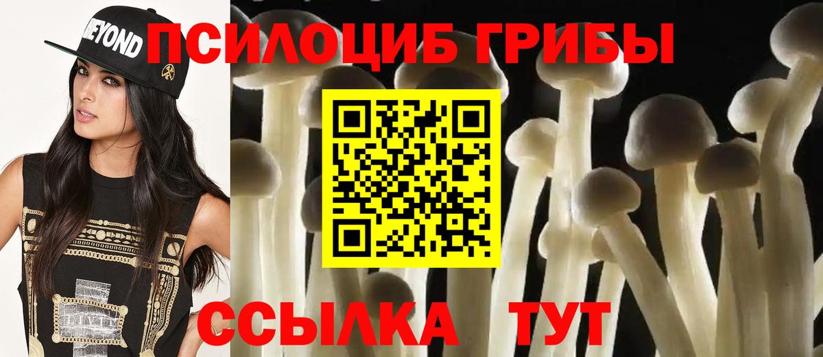 Новозыбков  Псилоцибиновые грибы прущие грибы  Вход с VPN  Псилоцибиновые грибы Psilocybine cubensis 